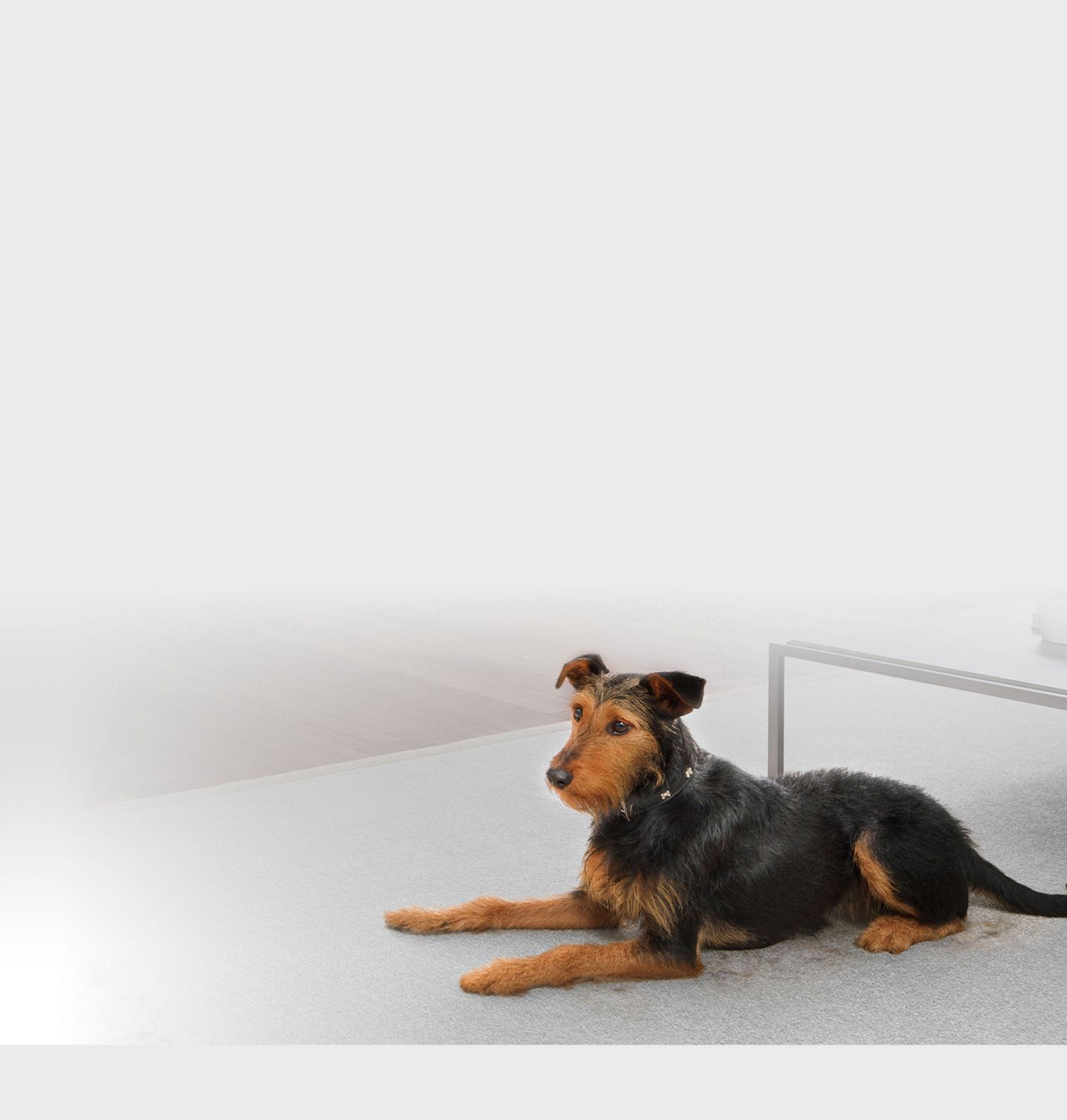 A dog sitting on a carpet. A dog in the home.