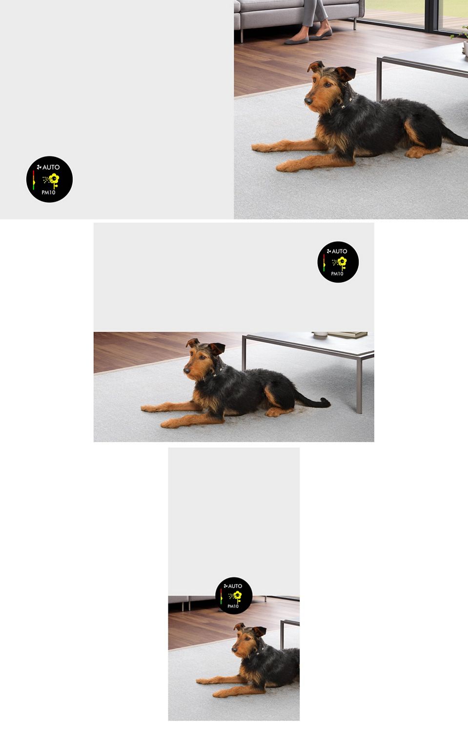 Chien couché sur un tapis. Un graphique de l’écran du purificateur montre la présence de matière particulaire. A dog rests on a rug. A graphic from the purifer's screen shows particulate matter is present.