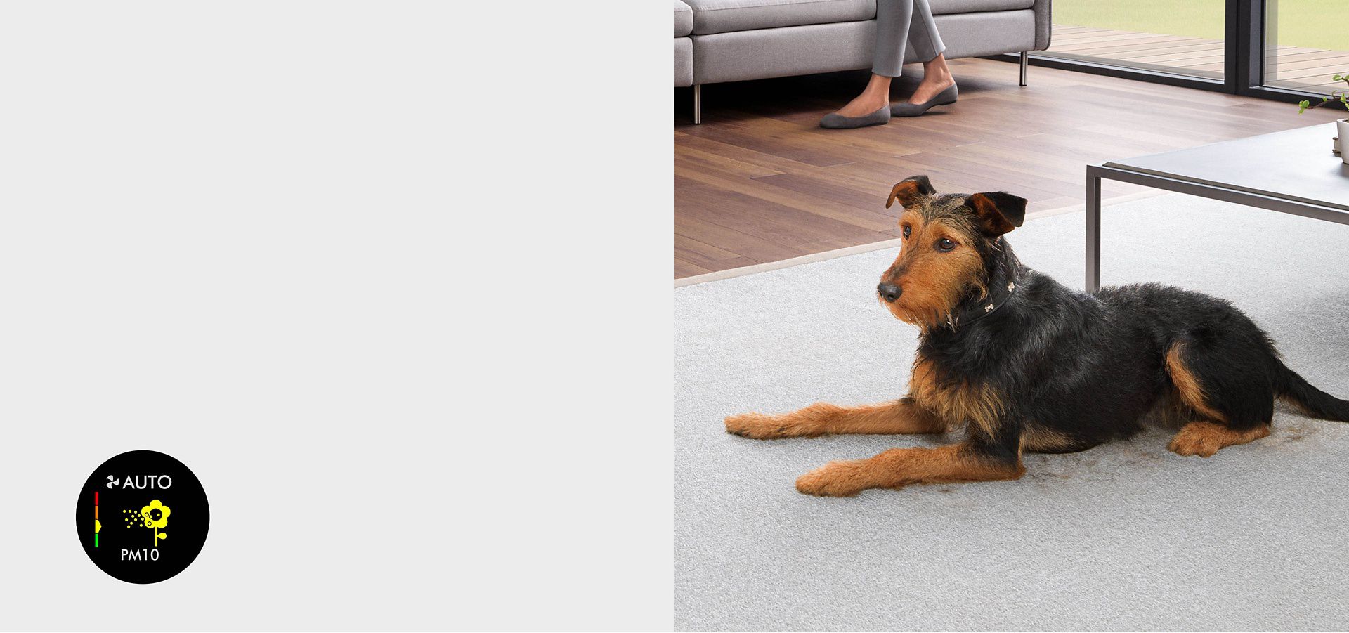 A dog rests on a rug. A graphic from the purifer's screen shows particulate matter is present.