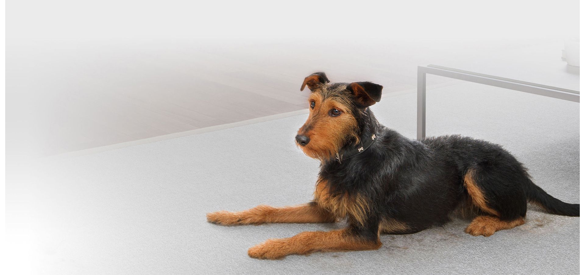 A dog in the home.