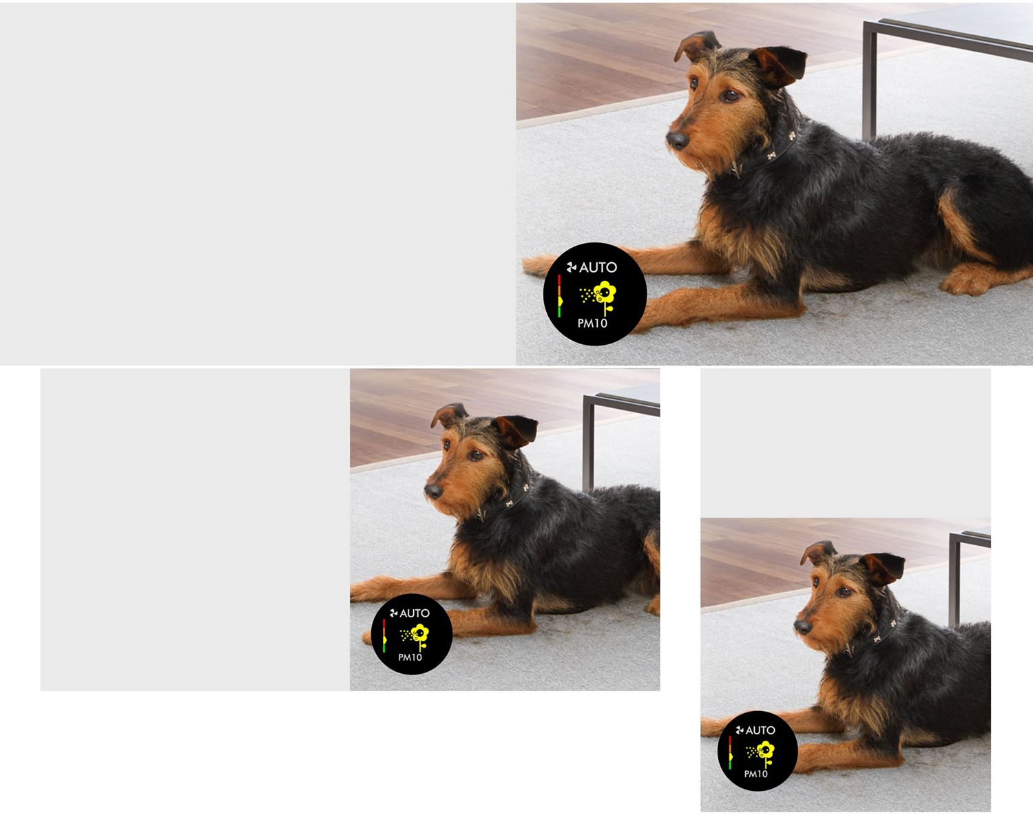 A dog laying on a carpet surrounded by shed dander.