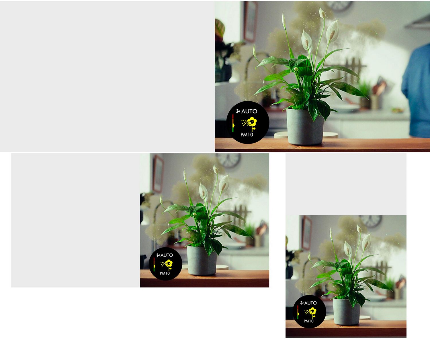 A plant on a countertop with graphics showing pollen being released.