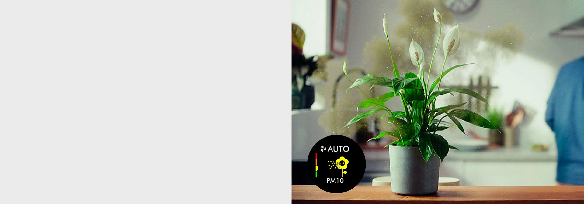 A plant on a countertop with graphics showing pollen being released.