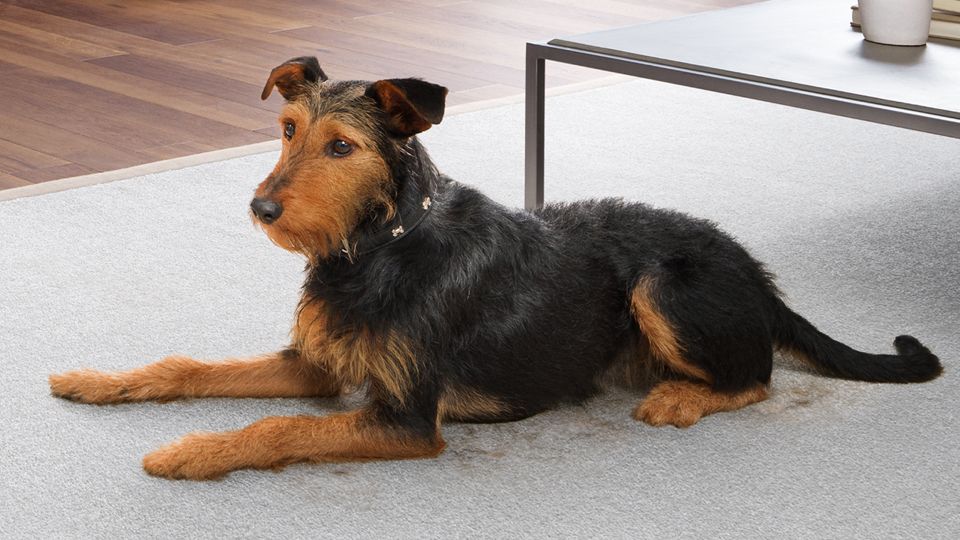 Ein Hund liegt auf einem Teppich in einem Wohnzimmer.