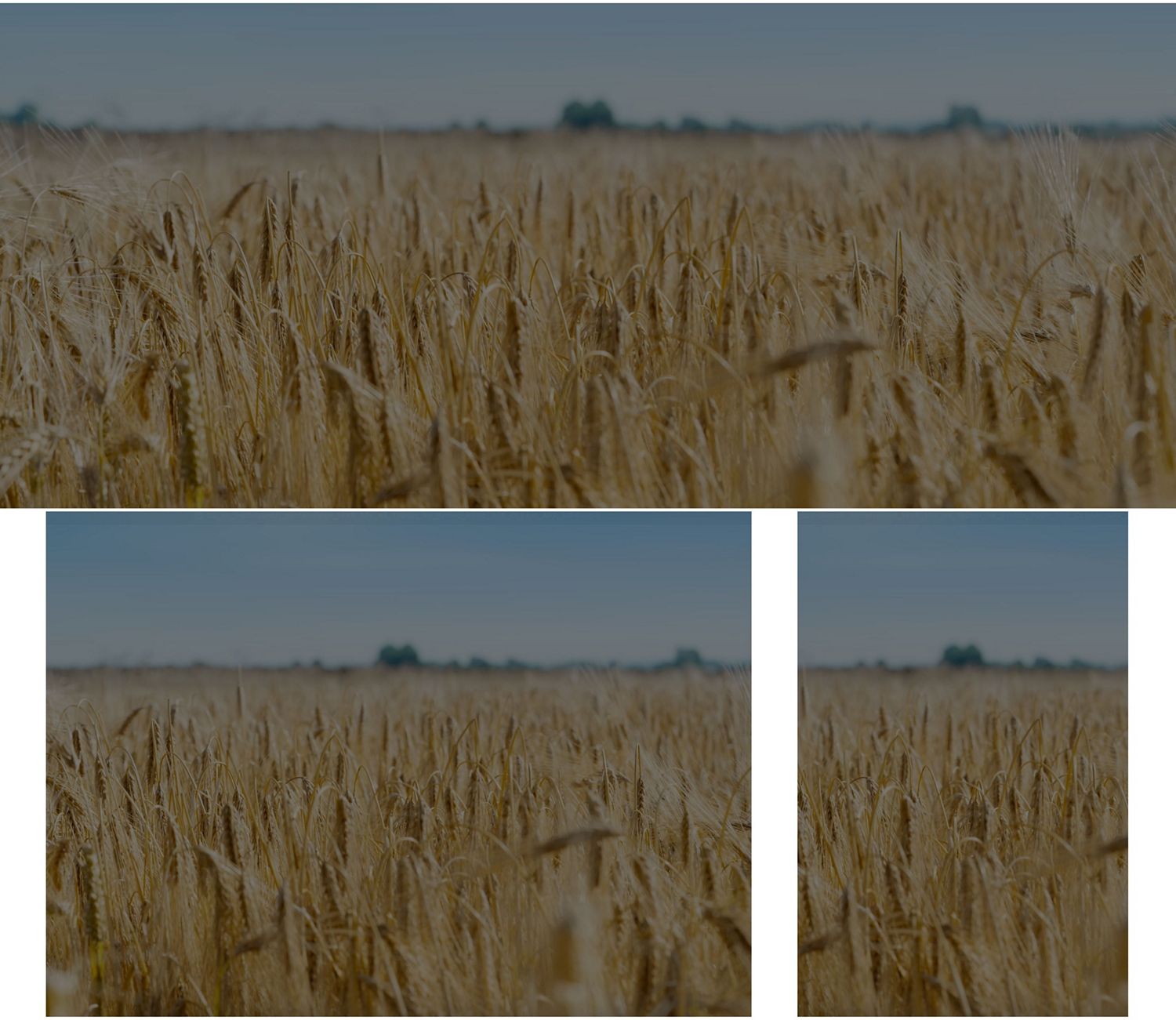 A field of barley growing on a Dyson farm.