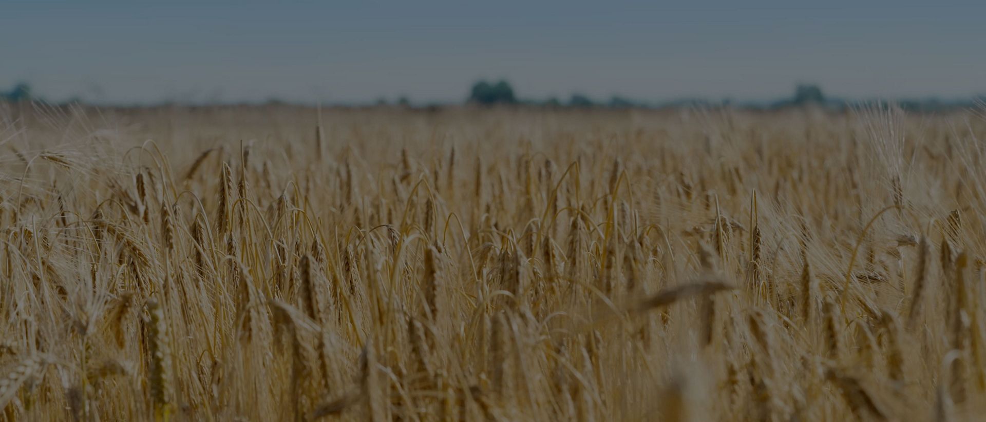 A field of barley growing on a Dyson farm.