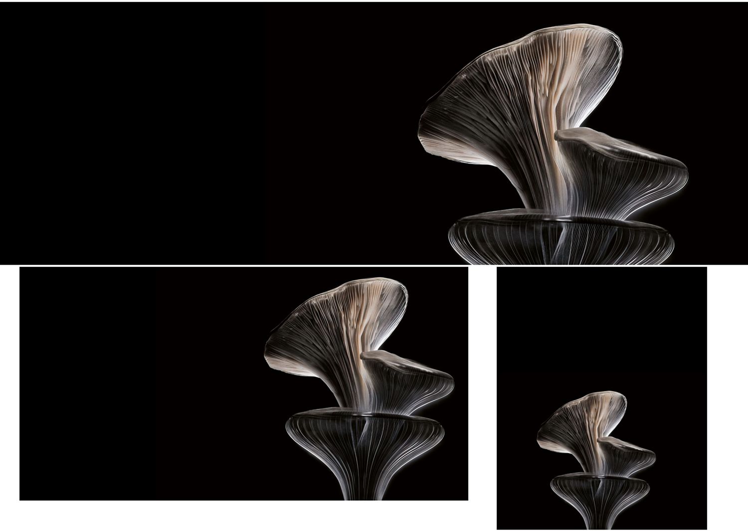 A stack of Oyster mushrooms on a dark background.