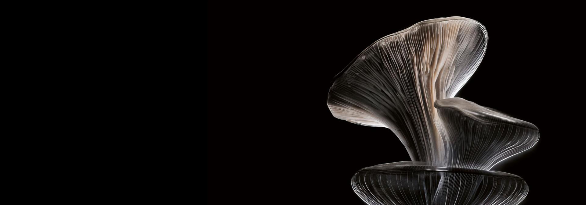 A stack of Oyster mushrooms on a dark background.