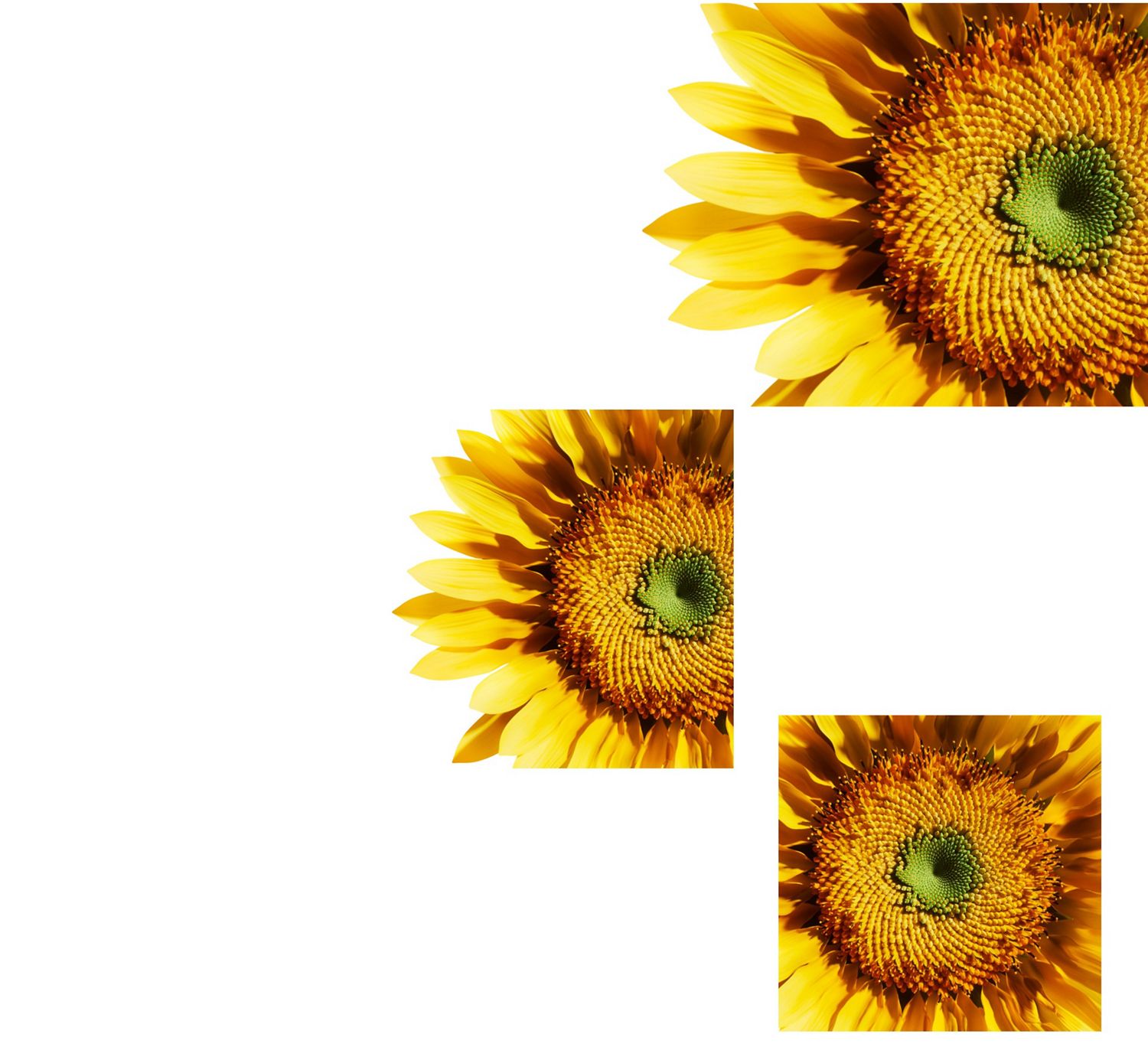 The centre of a sunflower’s head. The centre of a sunflower’s head.