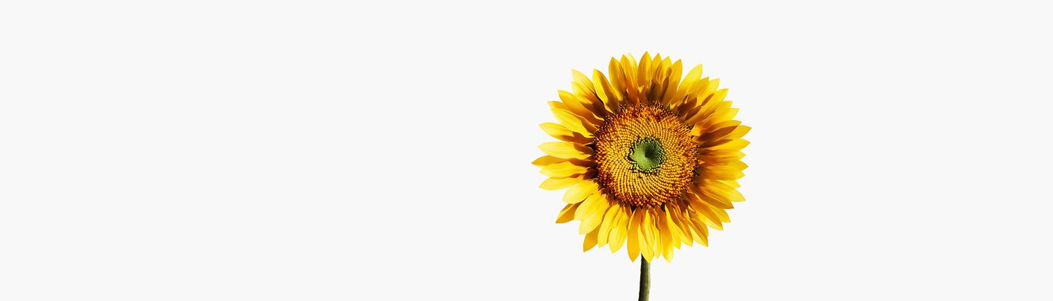 Flower teaser of beauty product