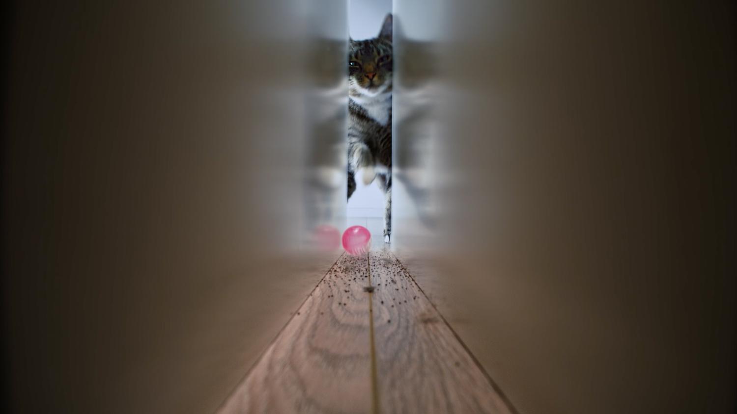 Cat reaching for a toy in a difficult to reach space
