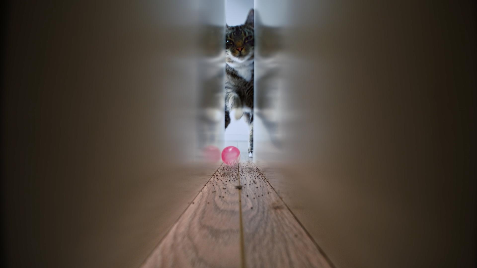 evcil hayvan sahipleri dyson v10