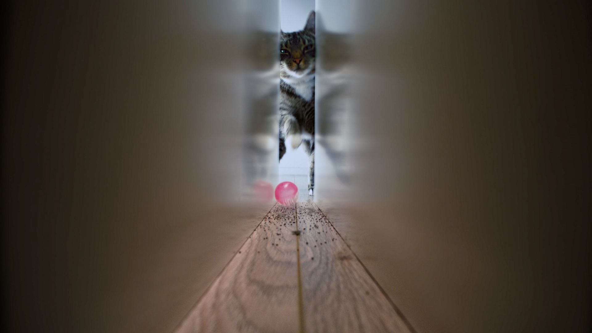 Cat reaching for a toy in a difficult to reach space
