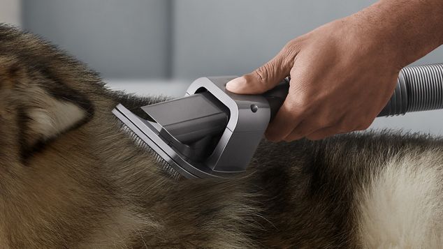 Gros plan sur l’accessoire pour le toilettage d’animaux utilisé sur un chien