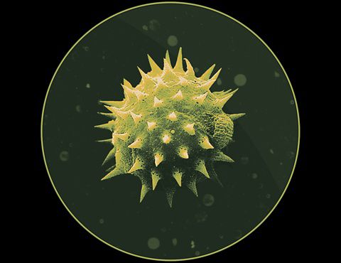 Pollen vu au microscope