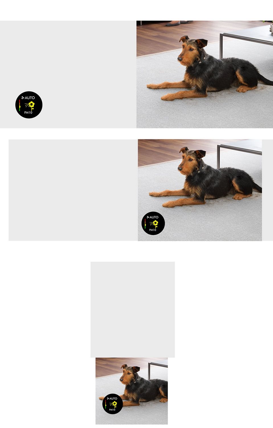 Un chien qui perd ses poils sur la moquette.