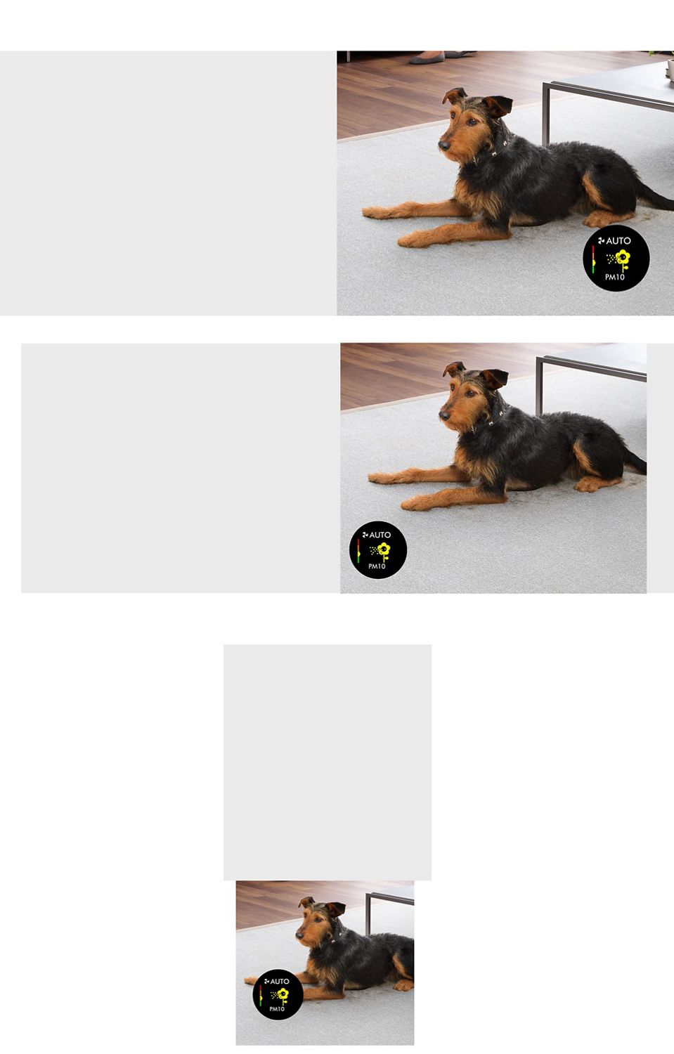 A dog shedding fur on the carpet.