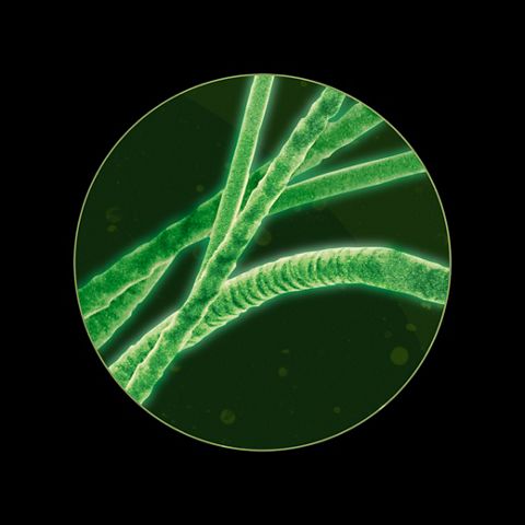Microscopic close-up of hair strands.