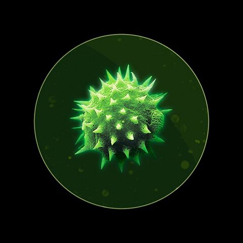 Microscopic image of pollen.