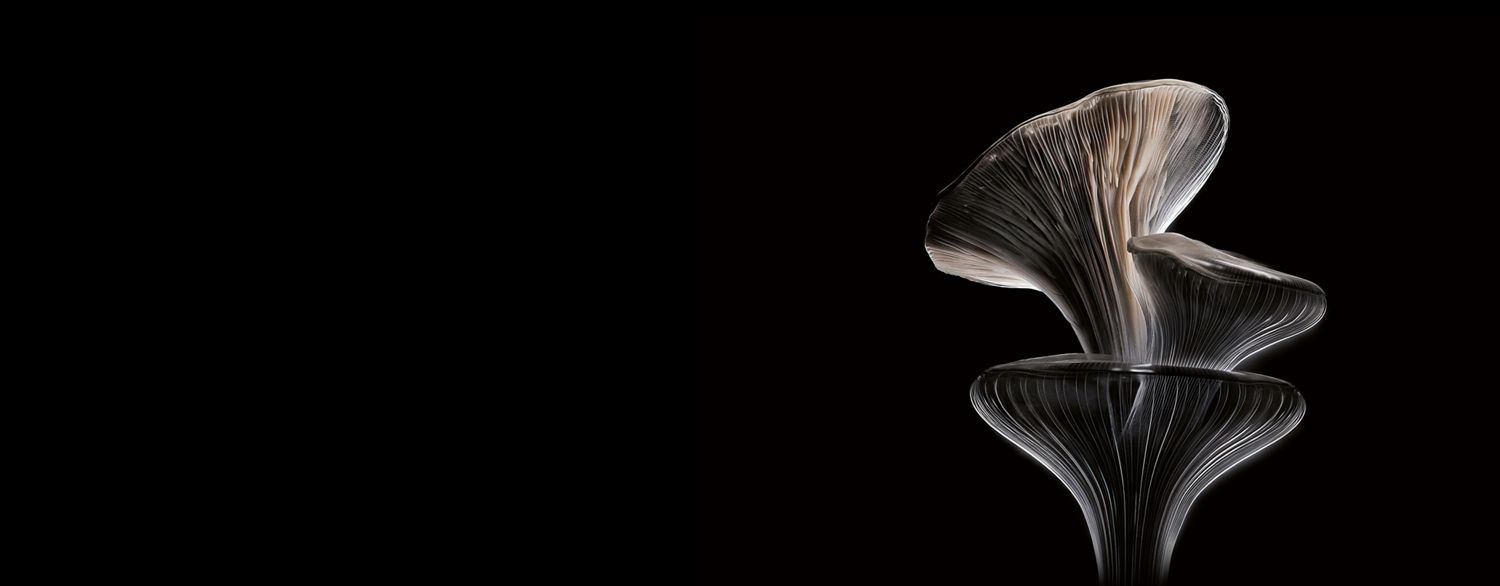 A close-up of oyster mushrooms.