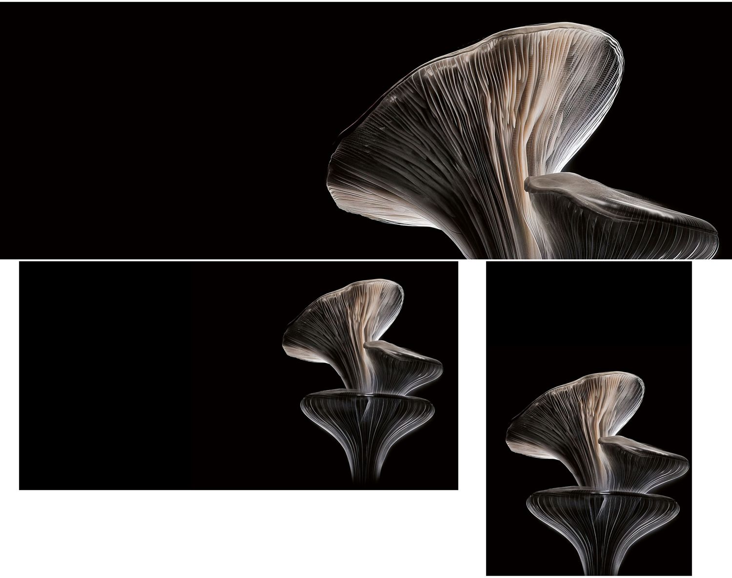 Oyster mushroom, showing detail of the gills. Two hair strands, surrounded by delicate golden web-like structures.