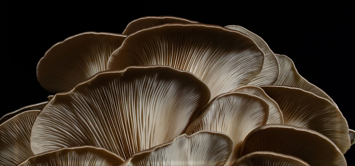Cloud-like fungi on a dark background.