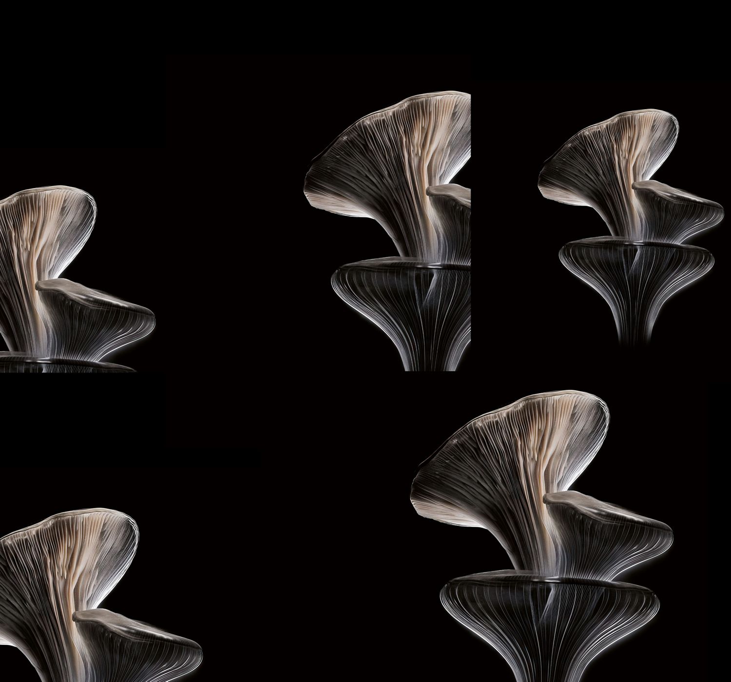 Image de pleurote sur laquelle on peut voir les détails des lamelles.