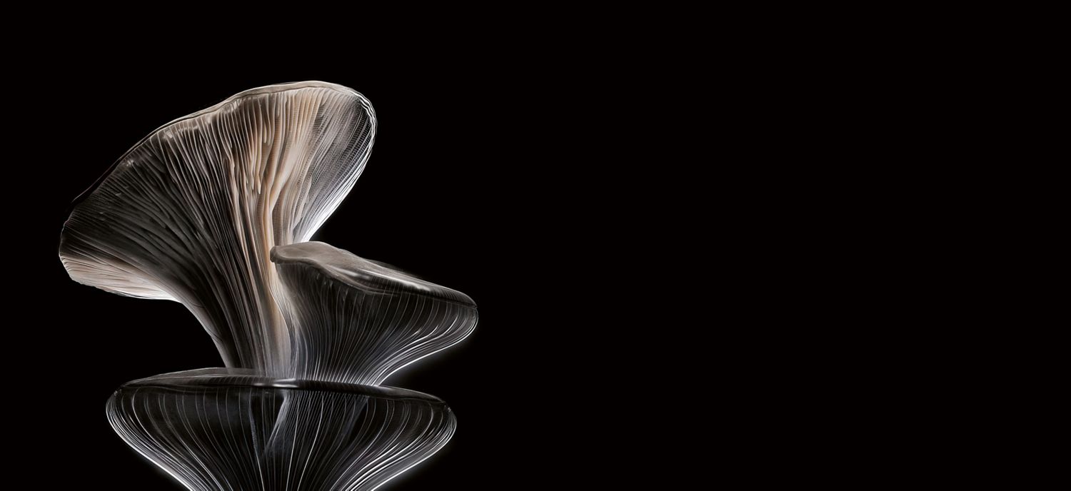 Dyson haarverzorgingslijn