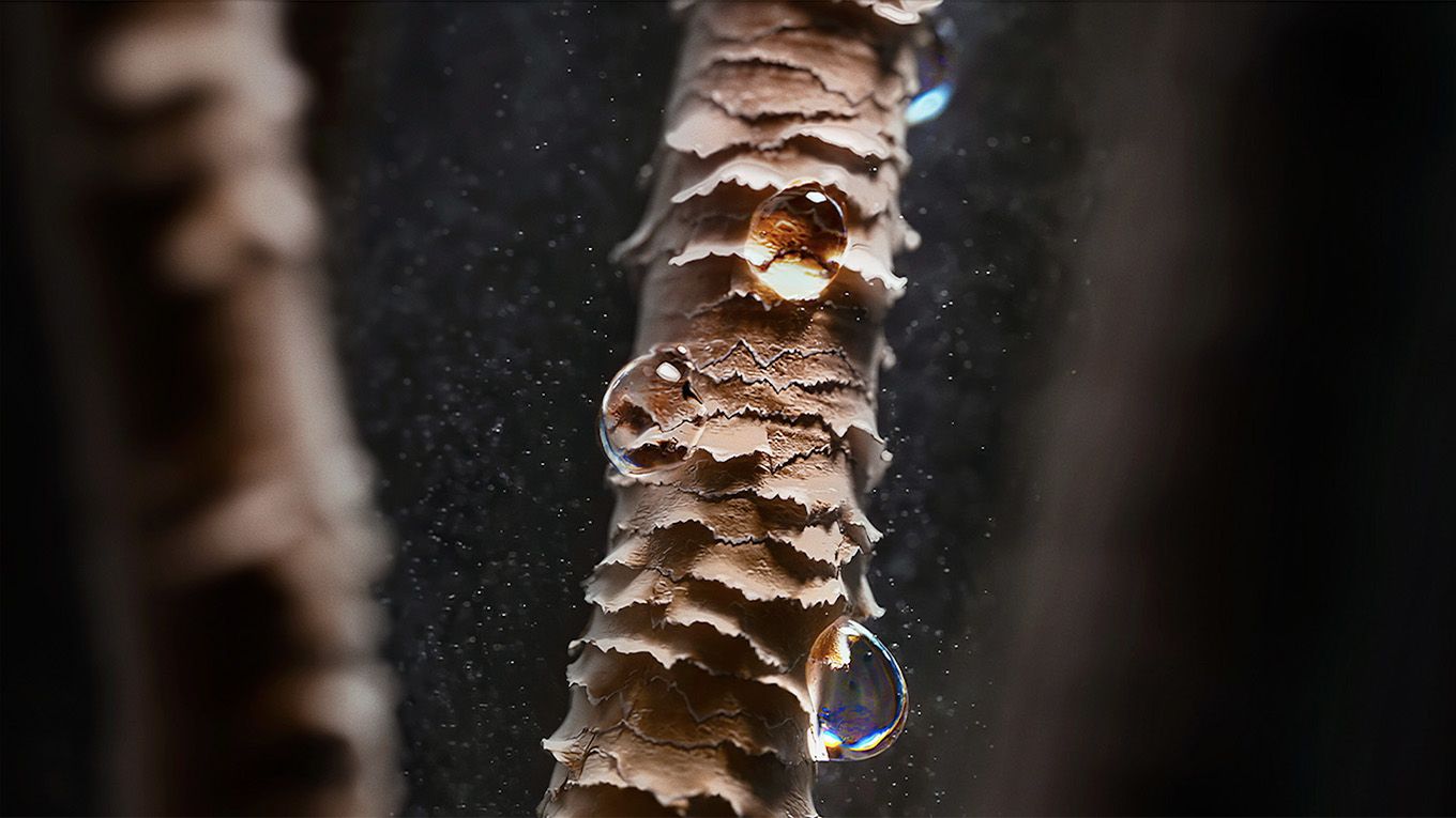A close-up of damaged hair strands, with water droplets attached.  A close-up of damaged hair strands, with water droplets attached.