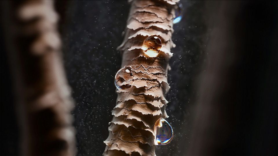 Primer plano de cabellos dañados, con gotitas de agua pegadas.