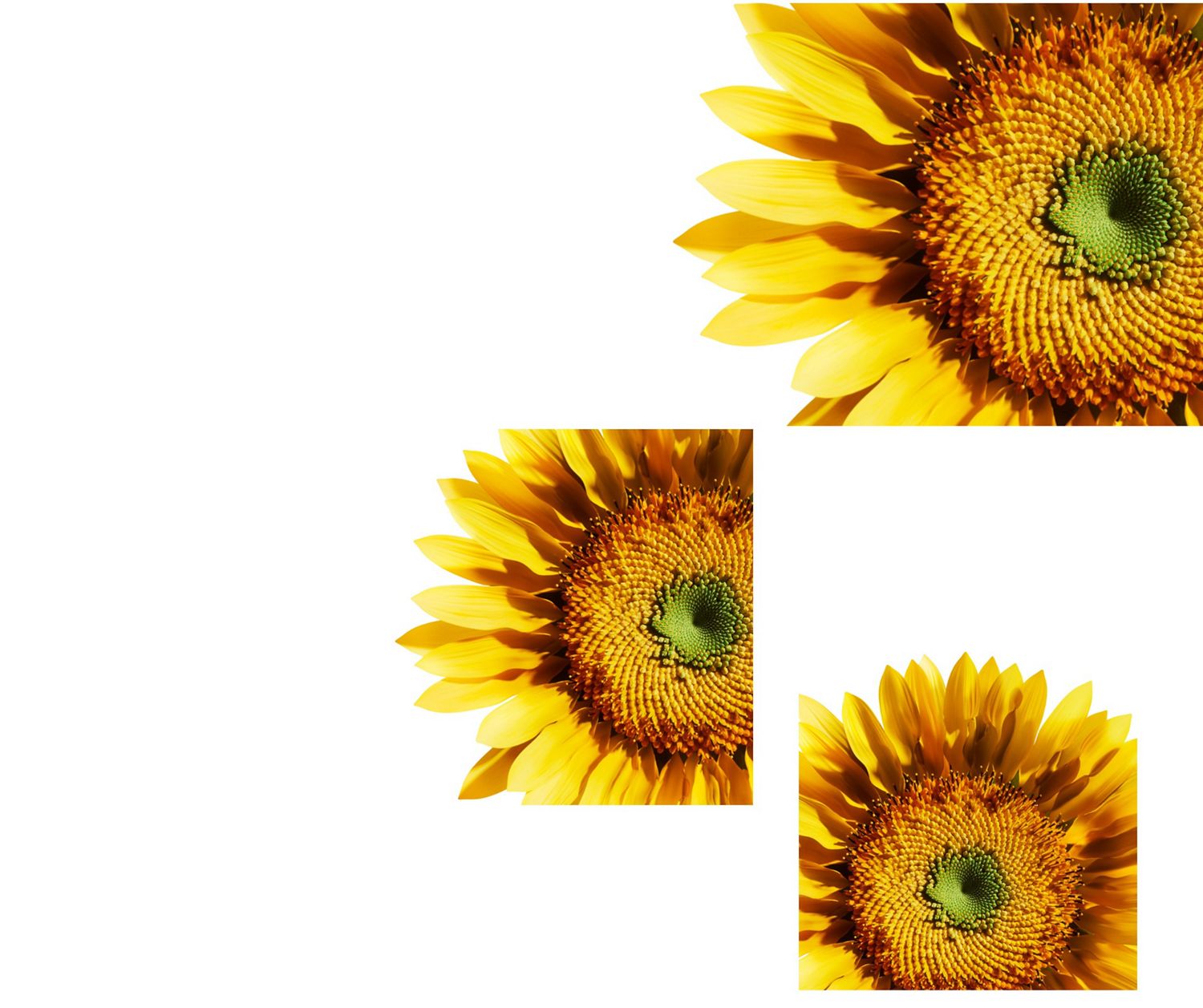 The centre of a sunflower’s head.