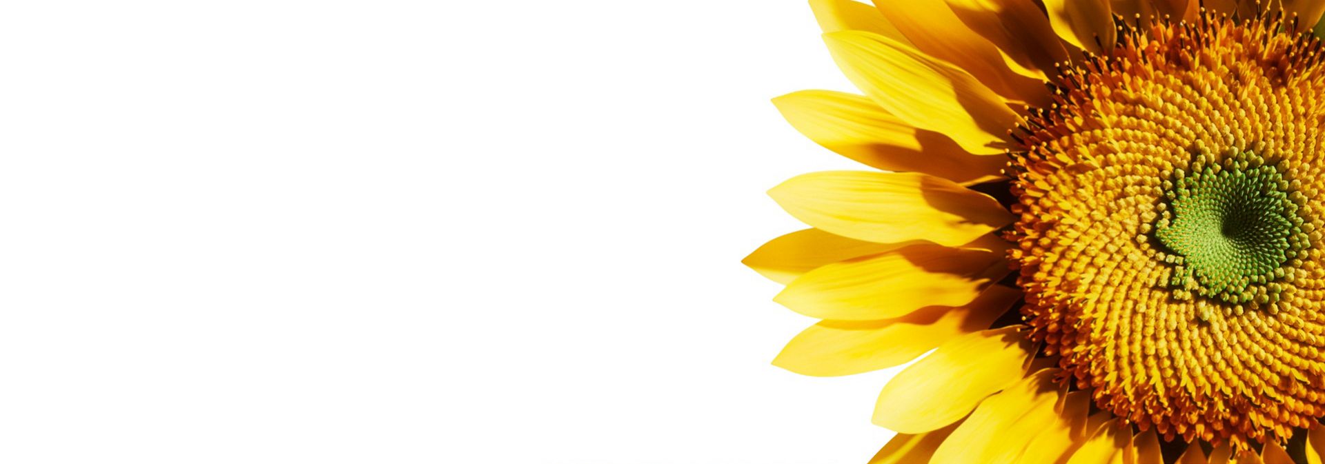 The centre of a sunflower’s head.