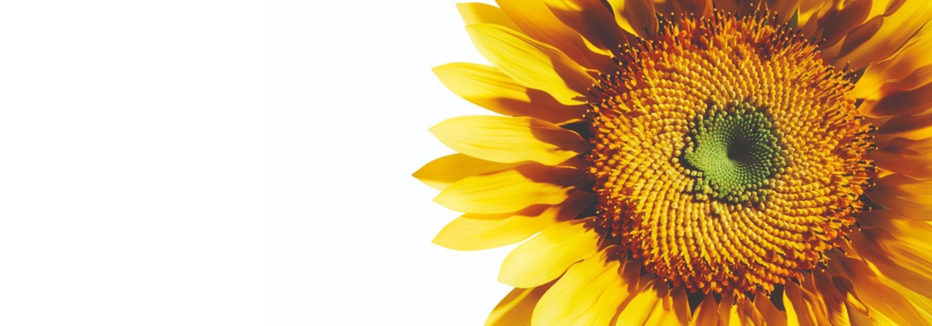 The head of a sunflower.