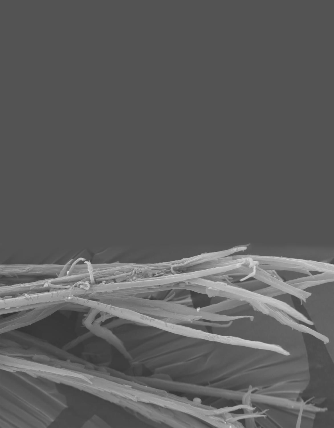Close-up of hair under a microscope