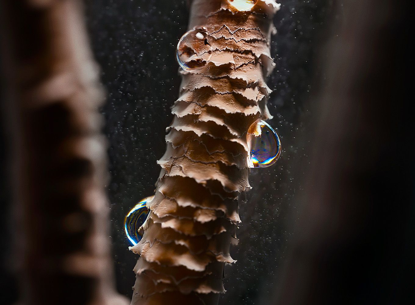 Close up of a hair cortex coated in water