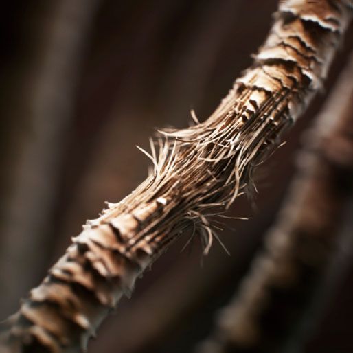 Cheveu vu de près endommagé