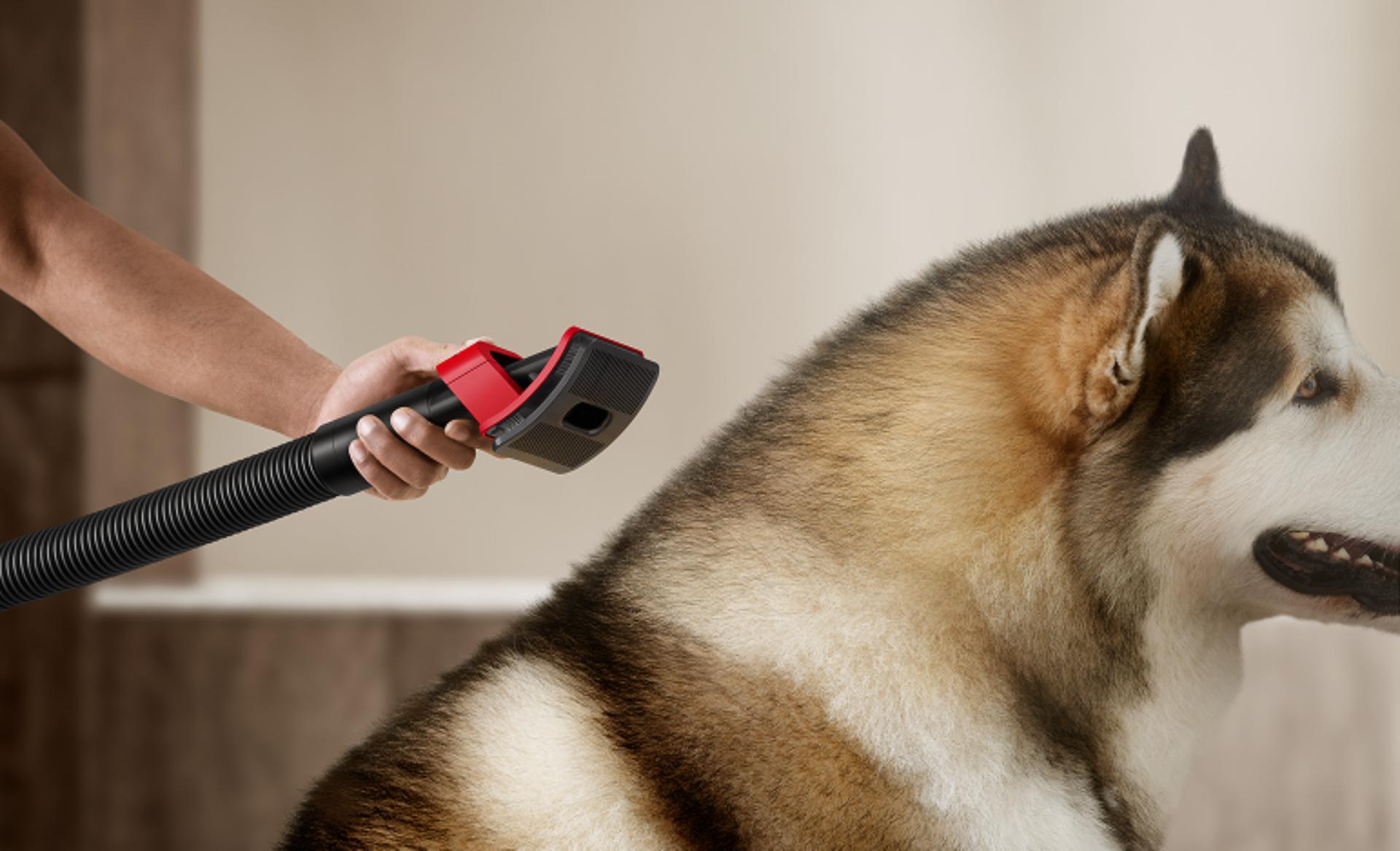 The Pet groom tool is used on a dog to remove shed fur.