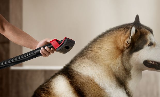 The Pet groom tool is used on a dog to remove shed fur.
