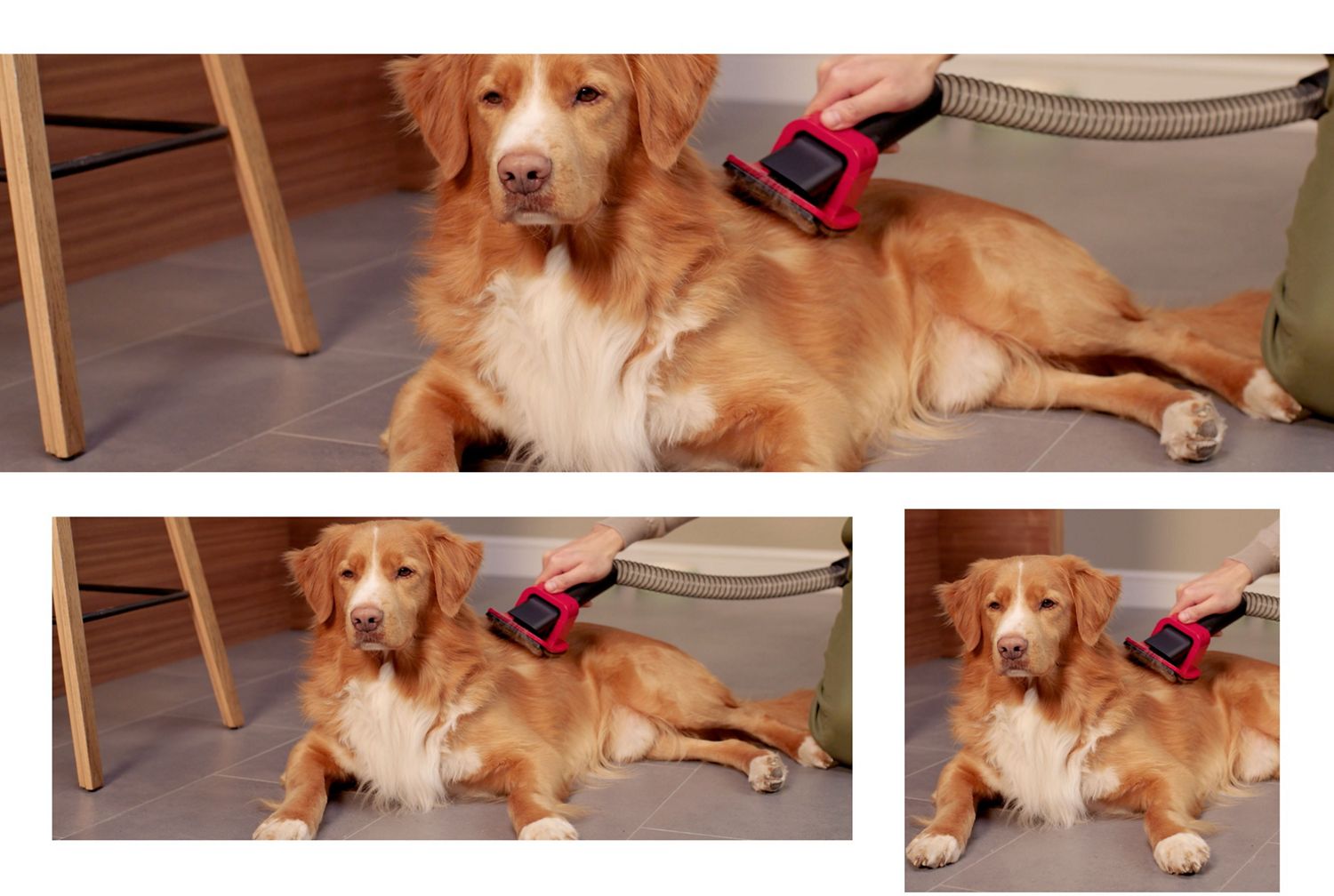 L’accessorio per la toelettatura degli animali e il tubo flessibile vengono utilizzati da una persona per la toelettatura del suo cane.