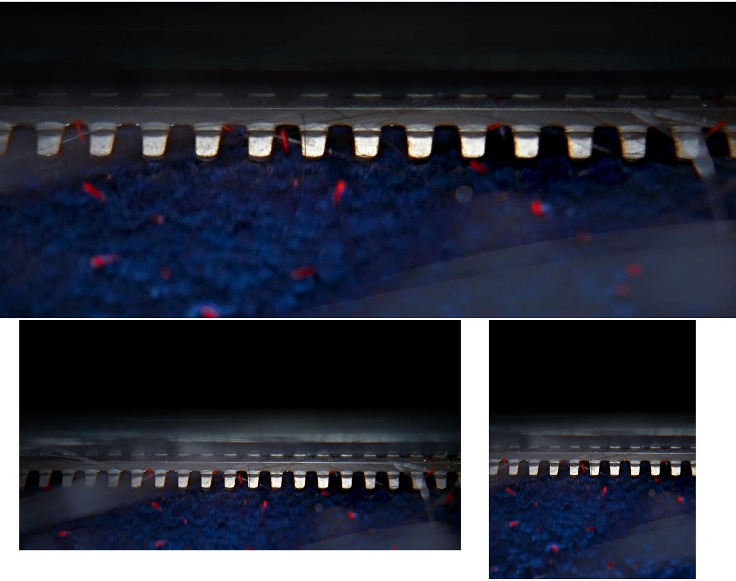 Primo piano del pettine anti-groviglio del lavapavimenti Dyson Clean+Wash Hygiene.