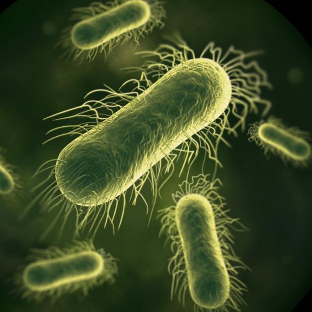 A close-up of bacteria.