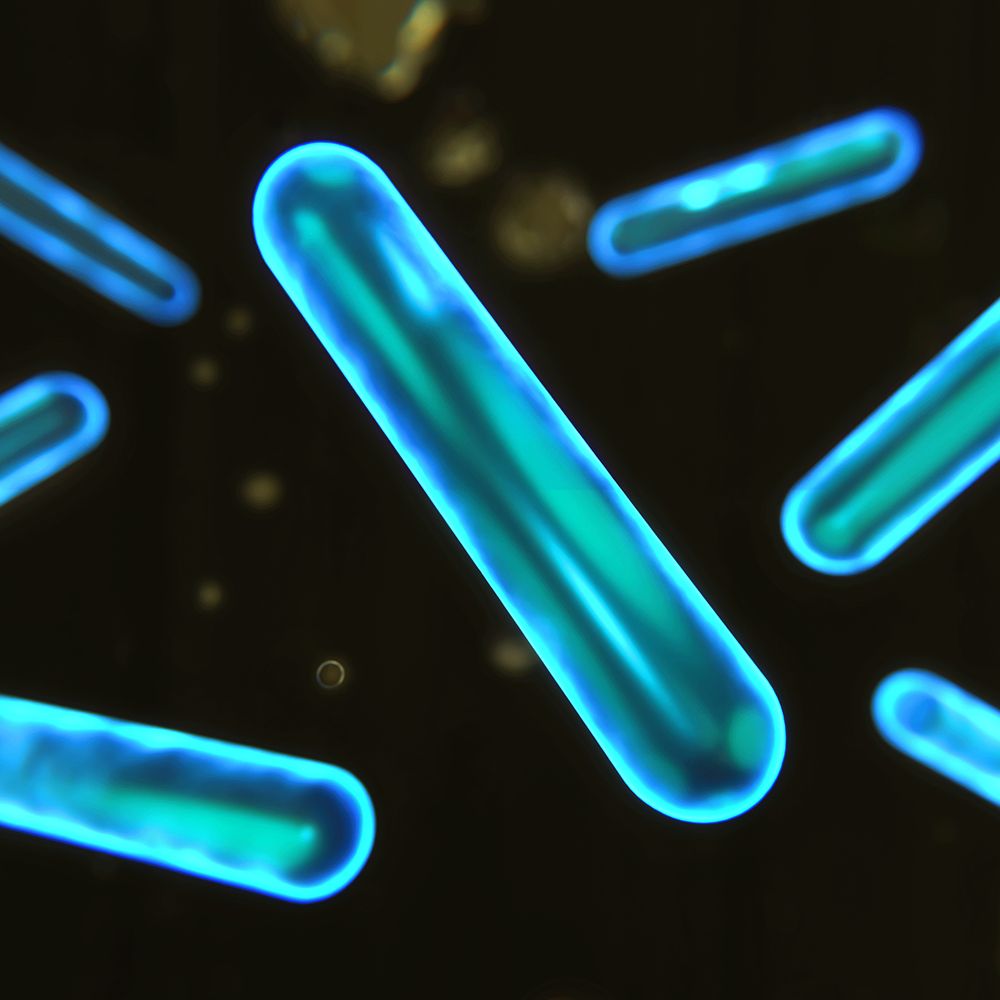 Microscopic view of Dyson Probiotic molecules.
