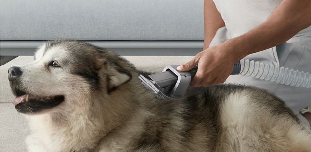  Man and woman grooming their pet dog with the Pet grooming kit.