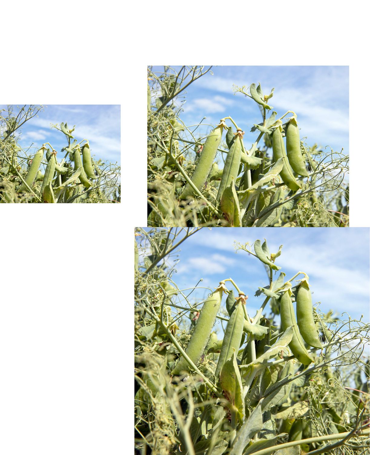 Dyson peas growing in a field. Dyson peas growing in a field.