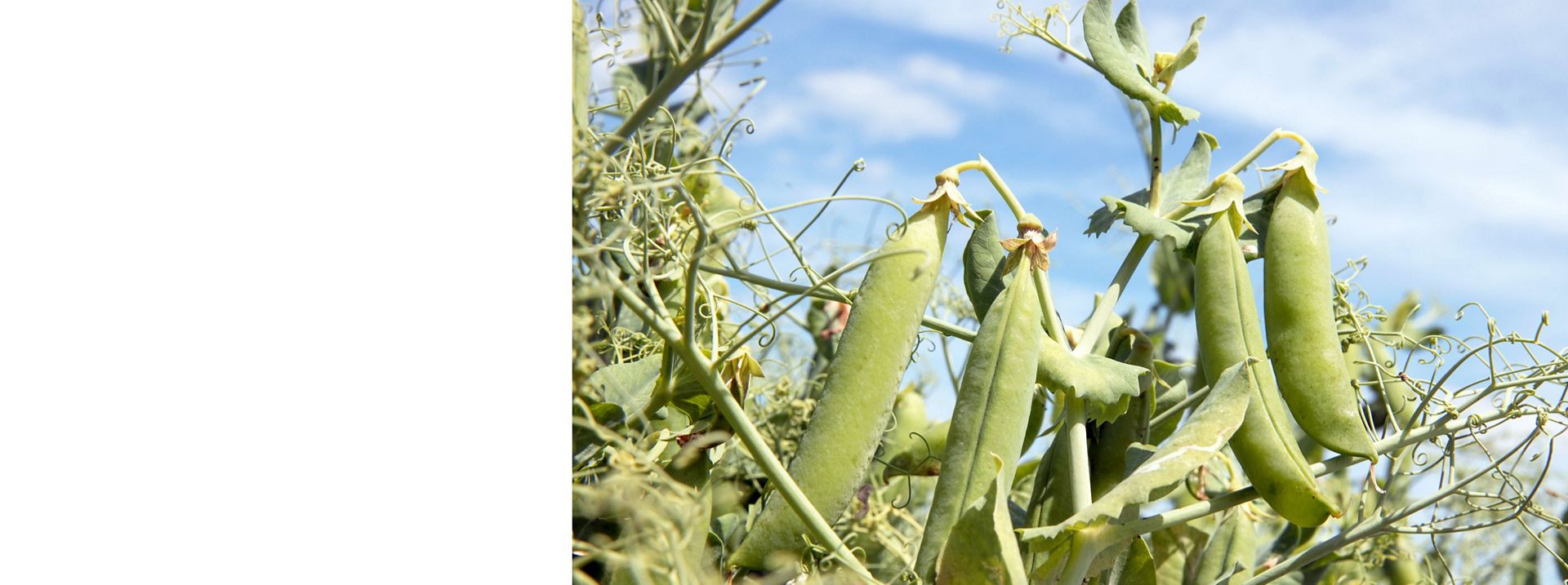 Dyson peas growing in a field.