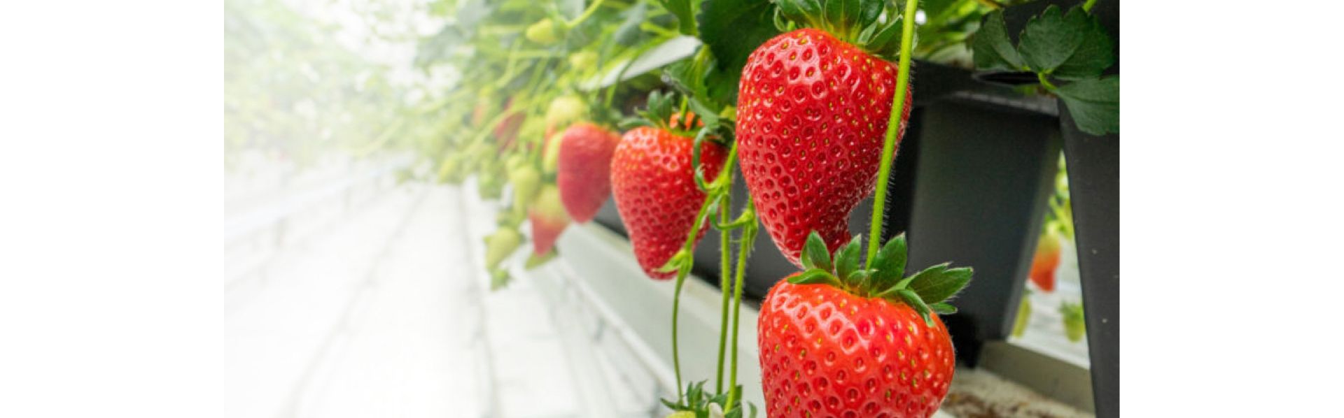 Dyson strawberries growing in our greenhouse.