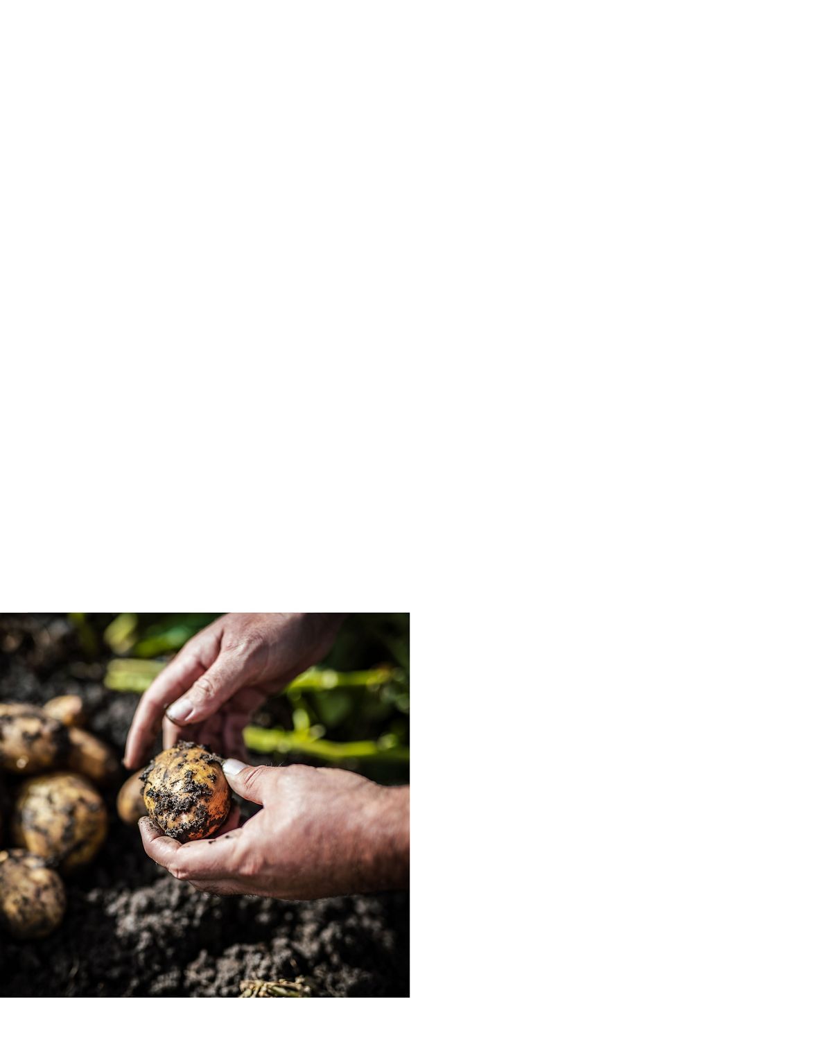 A Dyson farmer harvesting potatoes from the ground.