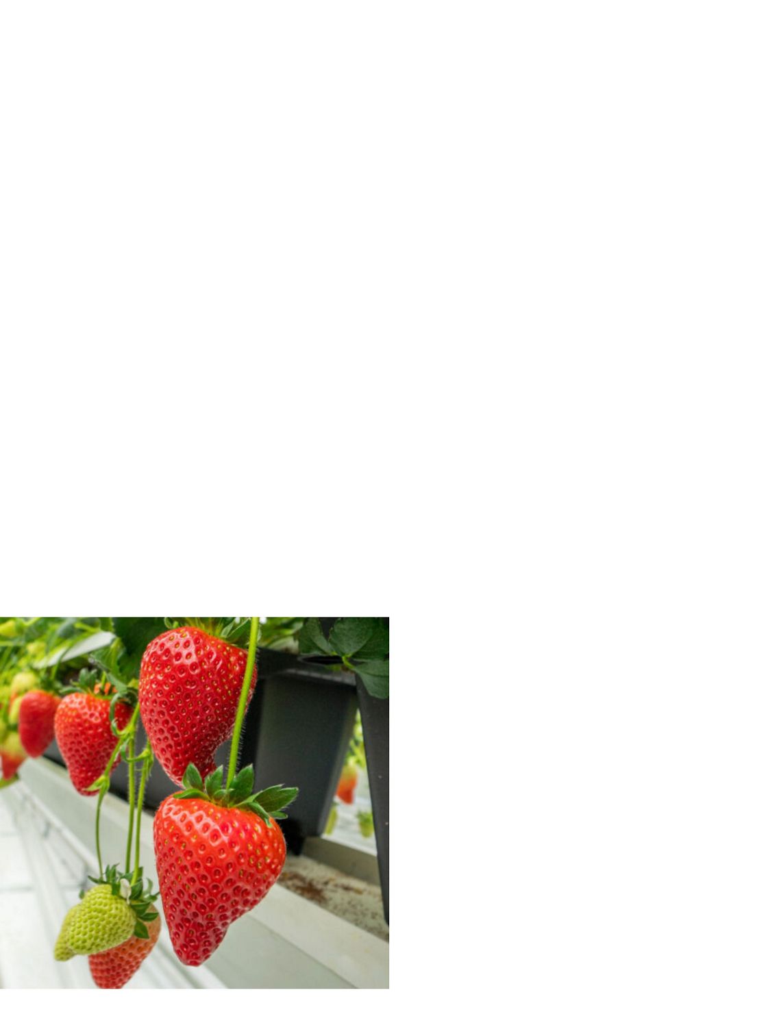 Dyson strawberries hanging from the strawberry plant while they ripen.