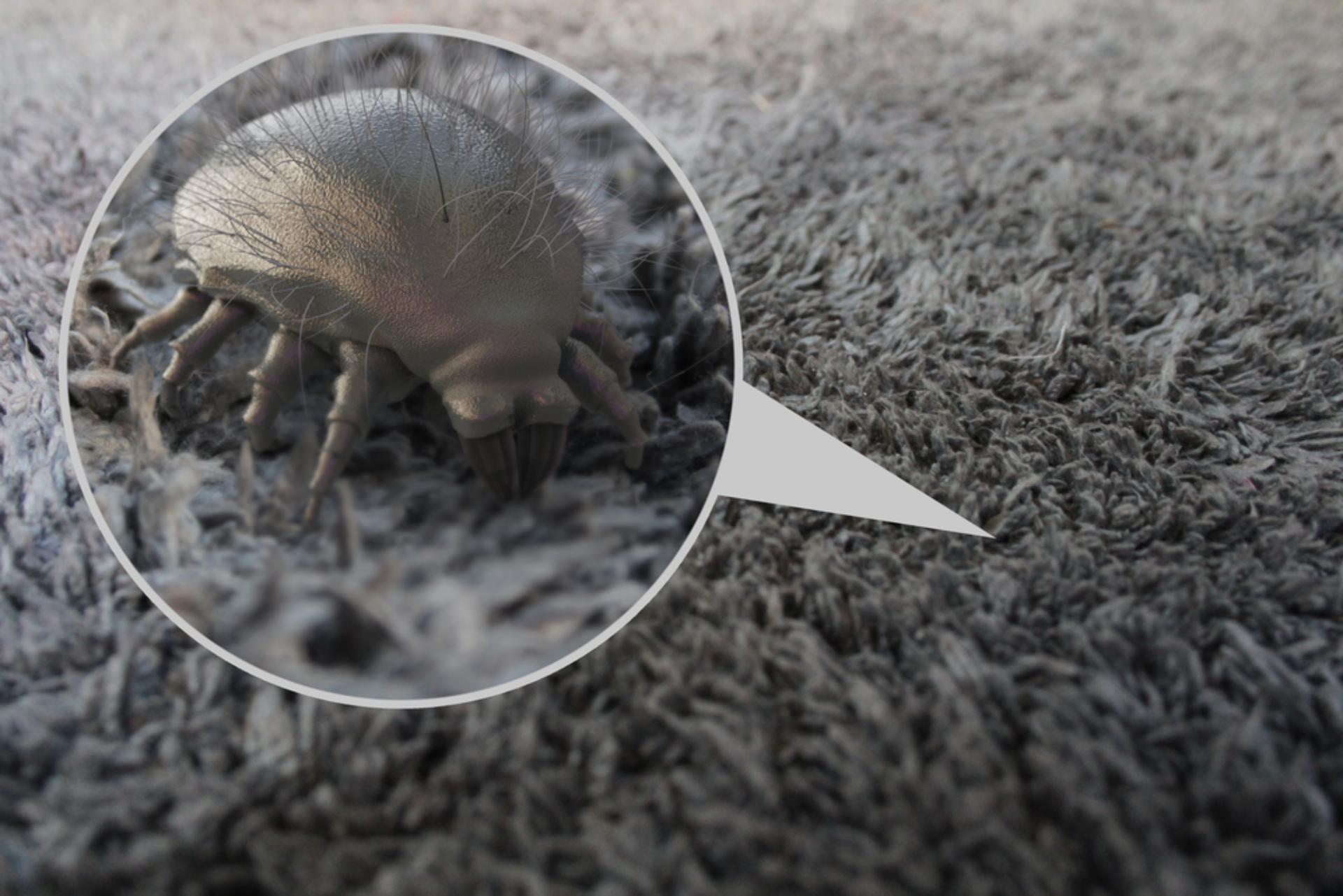 Dust mite shown in carpet