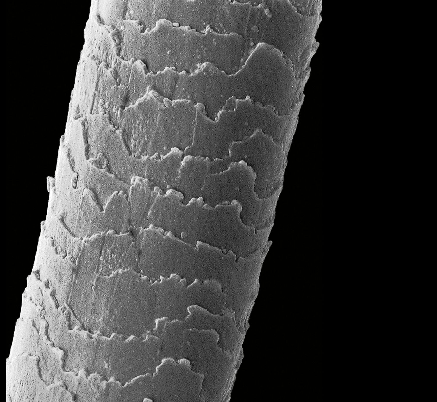 Comment protéger vos cheveux des dommages causés par la chaleur extrême